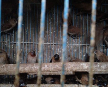 Bán chim ri phóng sinh, chim cảnh, thức ăn chim cảnh, thức ăn chó mèo, dụng cụ chăn nuôi                 tại Hà Nội