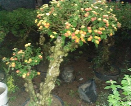 Bán cây hoa ngũ sắc gốc nhiều u bướu                  tại Hà Nội