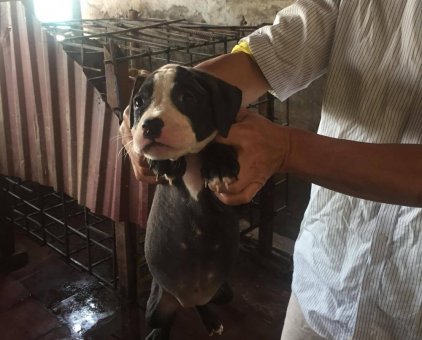 Bán chó Pitbull                 tại Hà Nội
