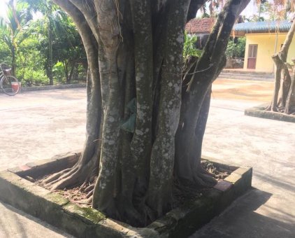 Bán cây si cảnh                 tại Thanh Hóa