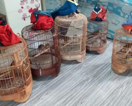 Mua Bán] Chim hoạ mi mộc dở tại Hà Nội