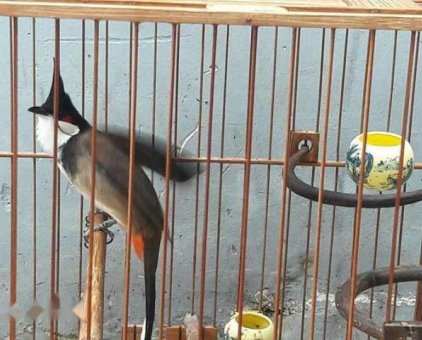 chim mồng lân yếm đậm                 tại TP Hồ Chí Minh
