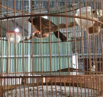 Nuôi và chăm sóc chim Họa Mi hót hay | Công ty TNHH TM & SX Bình Quân