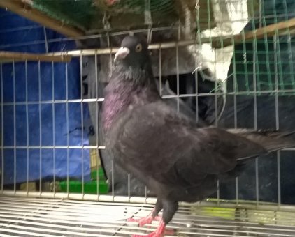 bán con bồ câu gà trống đen                 tại Đồng Nai