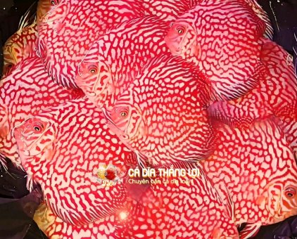 Cá dĩa bồ câu siêu đỏ                 tại TP Hồ Chí Minh